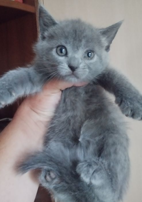 Котикі. Висловухі  . Прямовушки. Шотланські.200грн