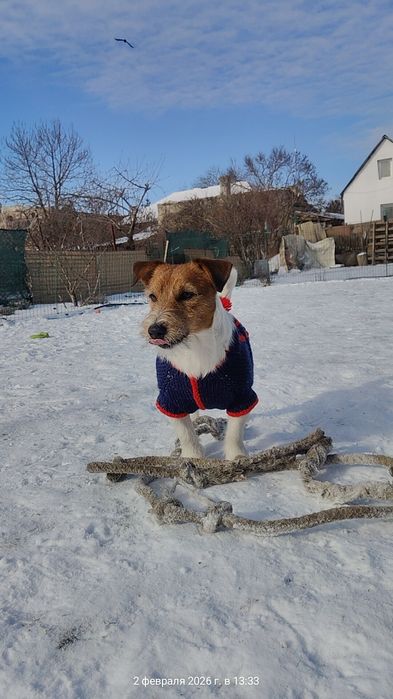 Кобель Джек Рассел терьер