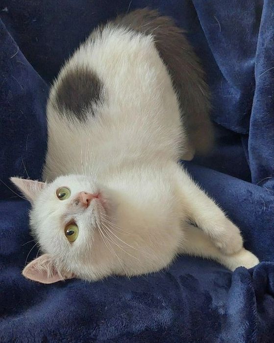 Отдам белого кота, 1,5 года,кастрирован