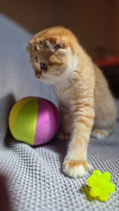 Scottish Fold дівчинка доступна до резерву