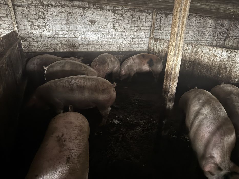 Свині продаж 80 грн