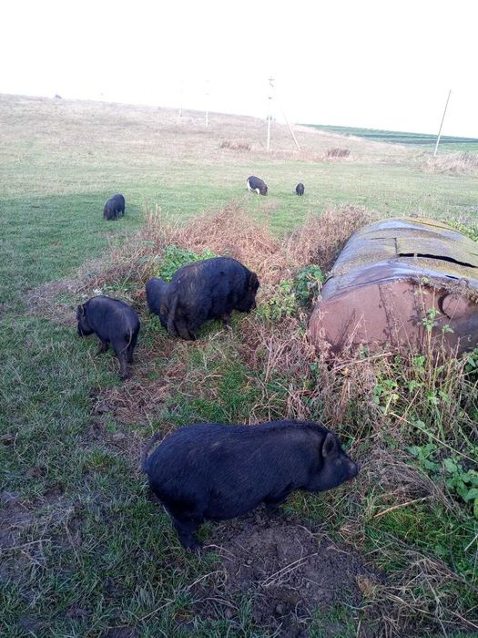 Продам поросят в’єтнамської породи свині в'єтнамці