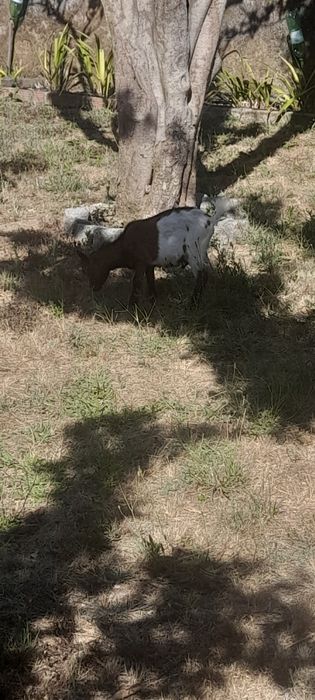 Vendo cabrito anao