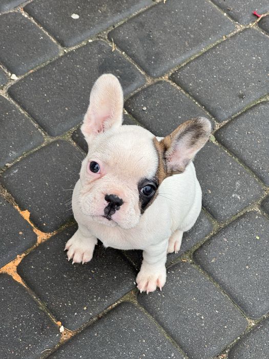 Buldog francuski suczka