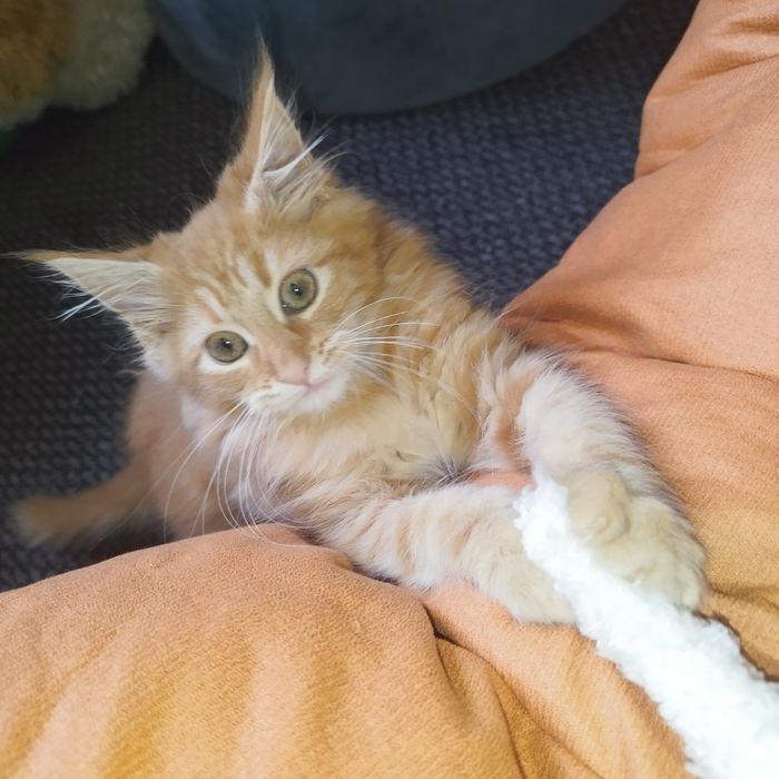 Dziewczynka Maine Coon
