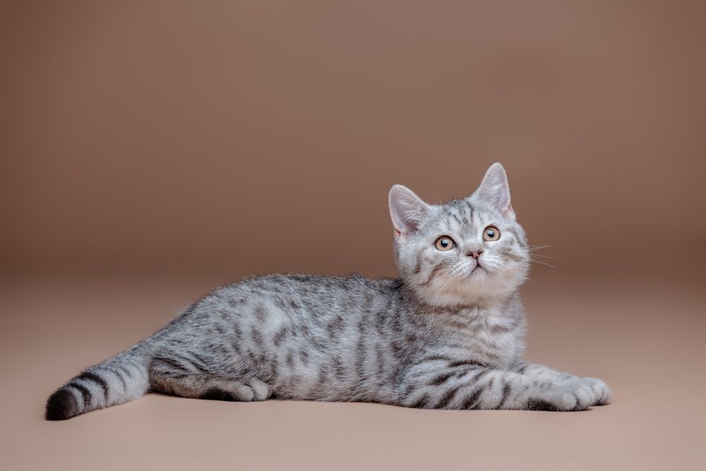 Шотландский котёнок
