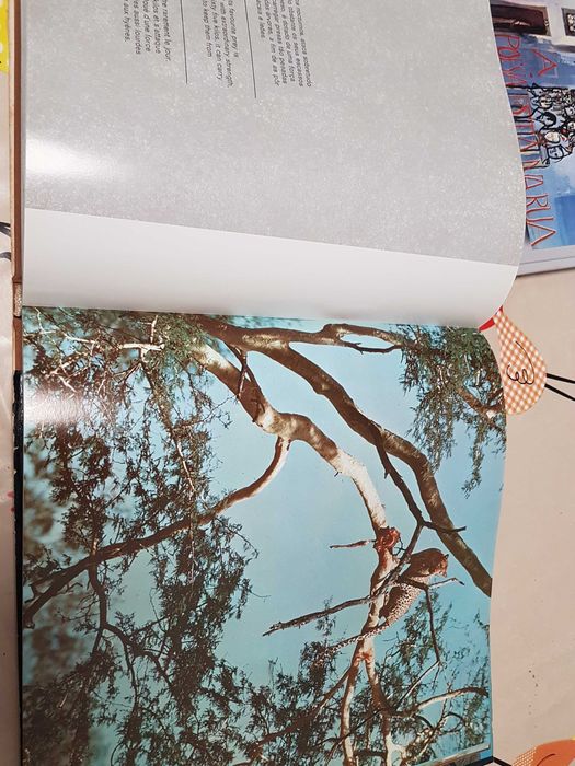 Livro antigo raro- Tesouro selvagem de Moçambique