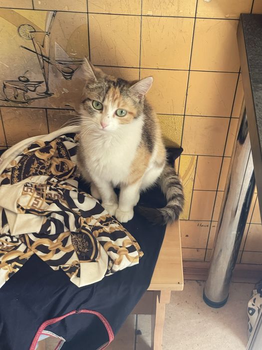 Кіця кішка кішечка кошка