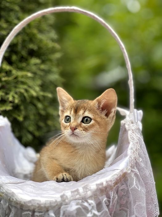 Чарівний абісінський котик.Доставка за кордон.