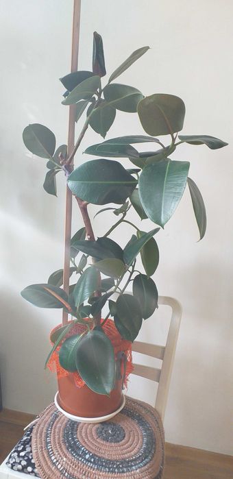 Fikusy kawa skszydlokwiat