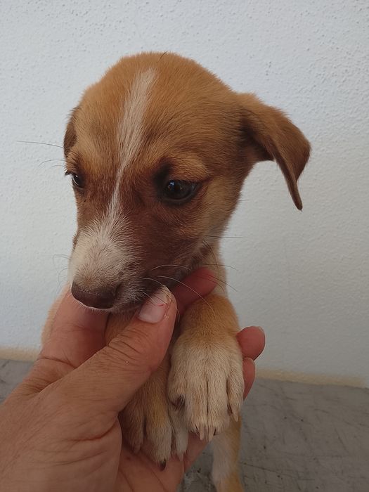 Cachorrinhos para adoção com dois meses