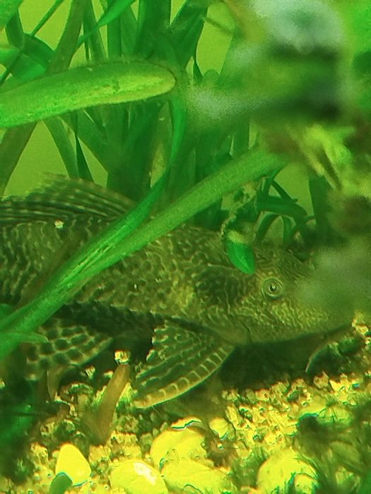 Plecostomus de 25cm
