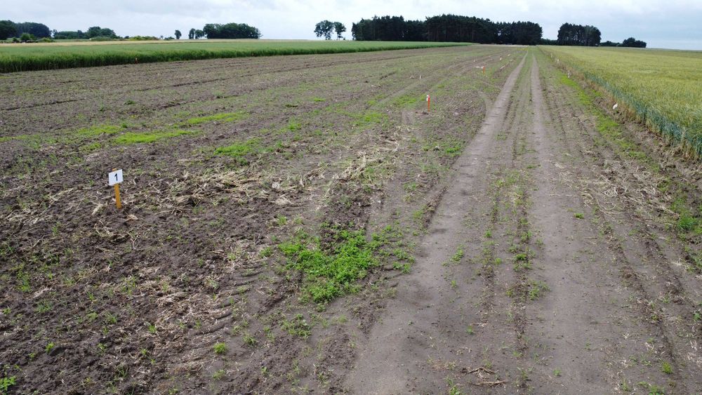 Działka budowlana Drzymałowo przy lesie indywidualne warunki zabudowy - Widok 4