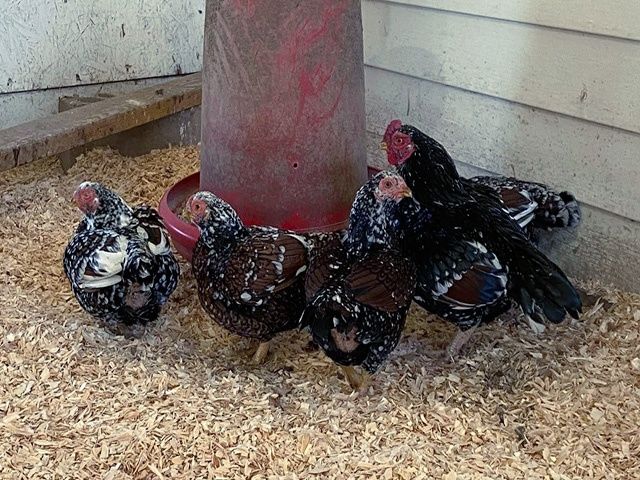 Яйце на інкубацію породних курей.Корніш мідній,біло-червоний,фарфор.