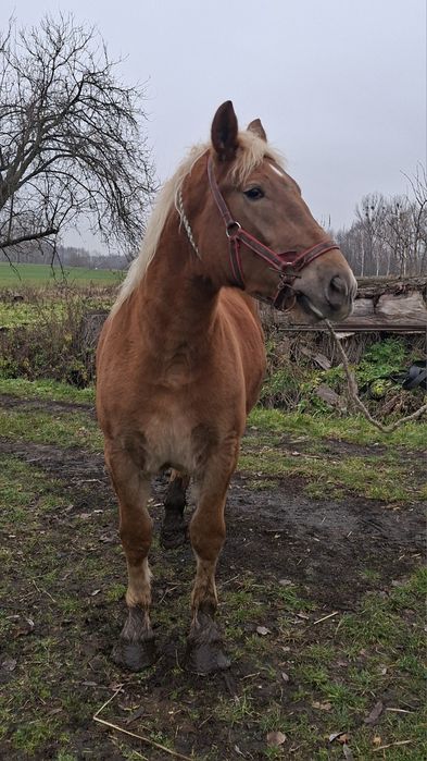 Klacz rasy zimnokrwistej dokumenty!