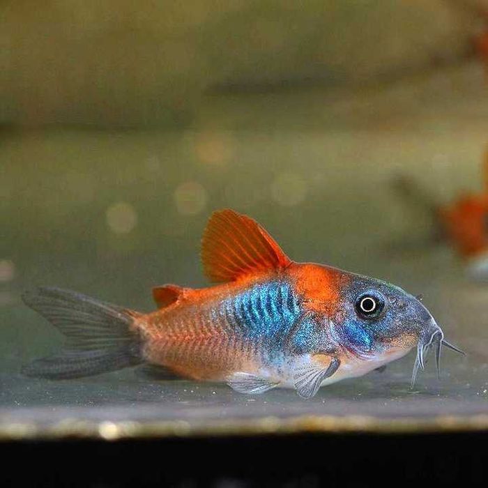 MISIEKZOO Kiryski - Kirysek Wenezuela Orange