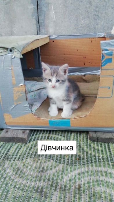 Шукаю родину для кошенят