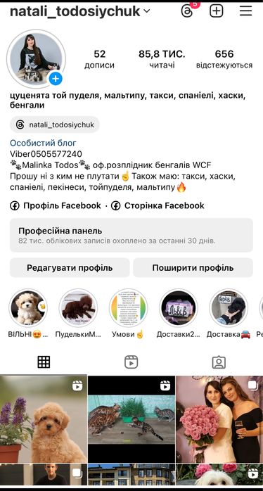Домашні міні леопардики Бенгали. Кіт розкіш