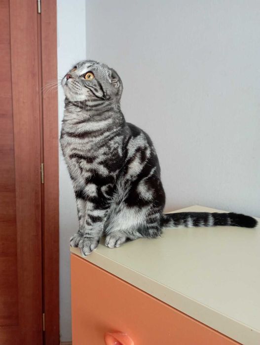 Шотландка висловуха родовідWCF документи клуба картка,нестирилізована