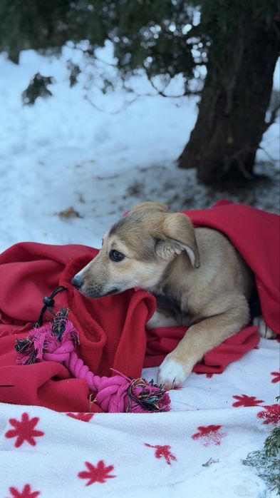 Віддам в добрі руки