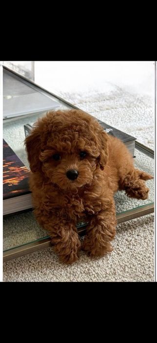Top maltipoo red brown .  Мальтипу Шки