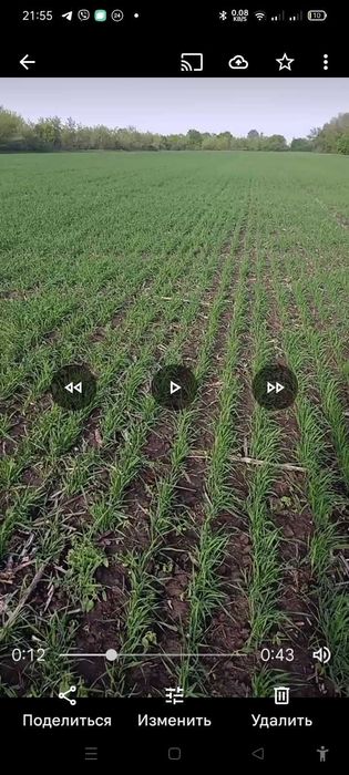 Овес Прокоп Заатбау