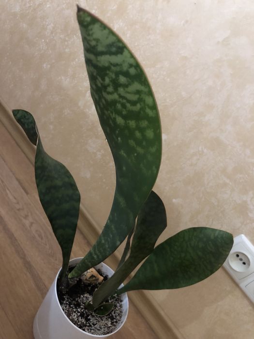 Сансевієрія Масоніана Конго