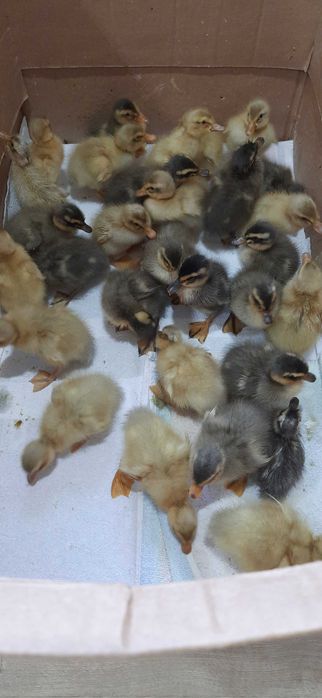 Sprzedam kaczki bieguski 1 tyg.