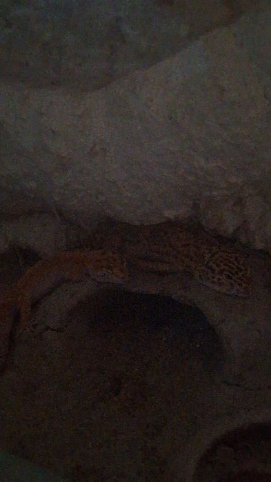 Gekony lamparcie parka