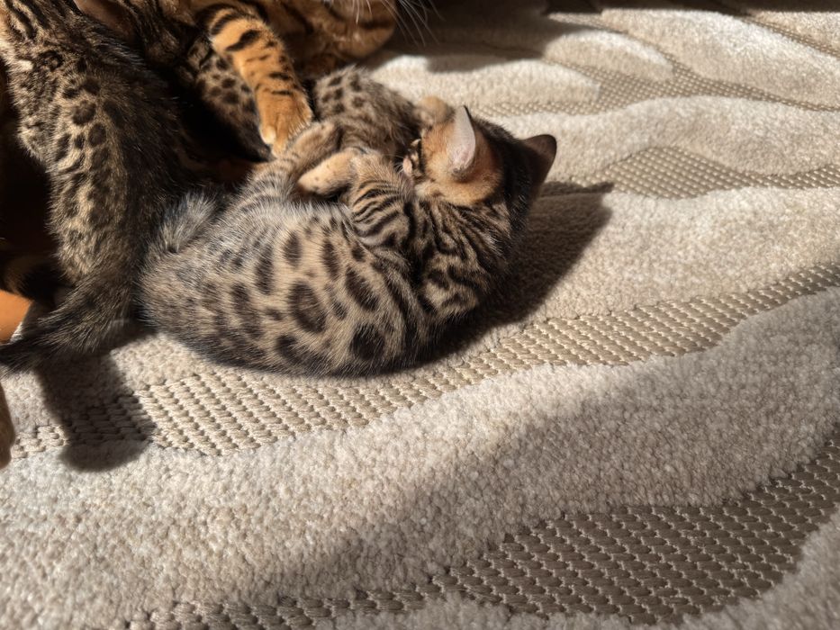 Кошенята бенгальскькі