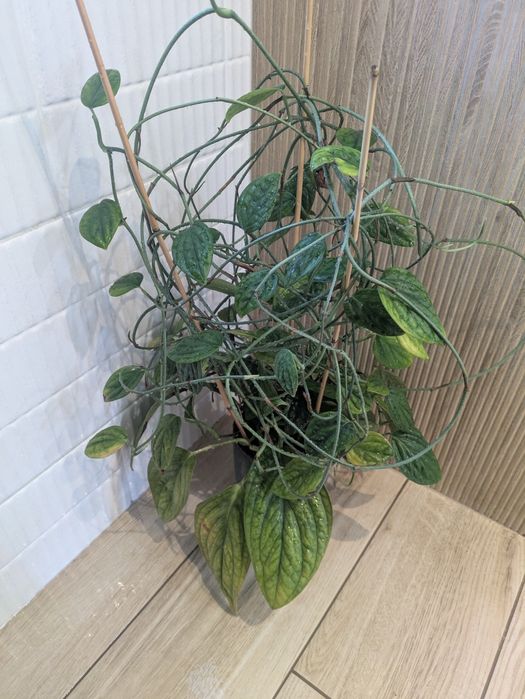 Roślina kwiat monstera karstenianum pnącze Szczepki