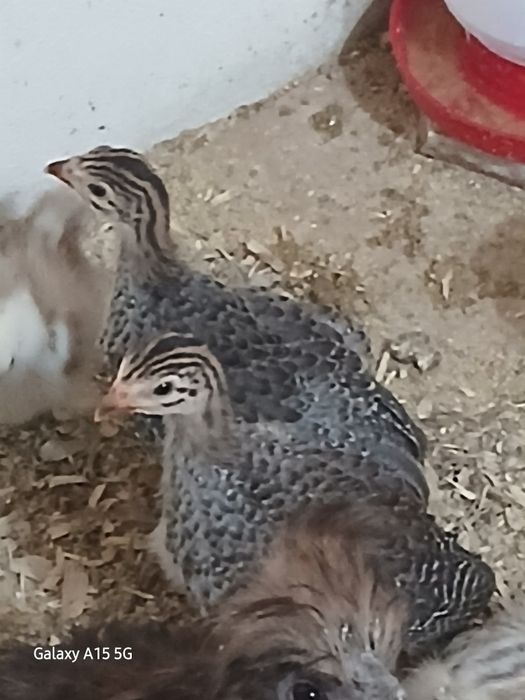 Fracas para venda