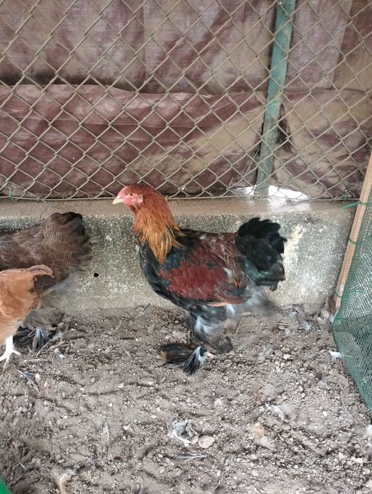 Galos Brahma Perdiz