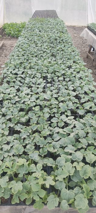 Продам росаду кавуна АУ Продюсер