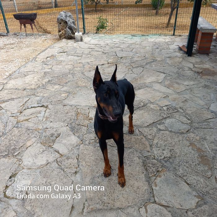 Doberman para monta