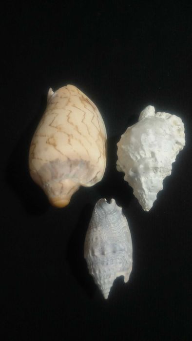 Ракушки 9шт.Аквариум,декор.