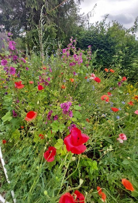 Syrop Płatki maku 200ml Beskidzkie zioła