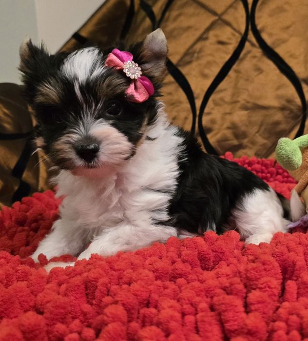 York biewer - Suzi z rodowodem !