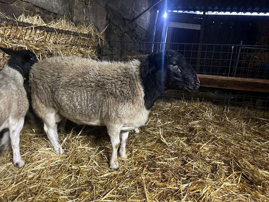 Carneiro Dorper puro com 14 meses