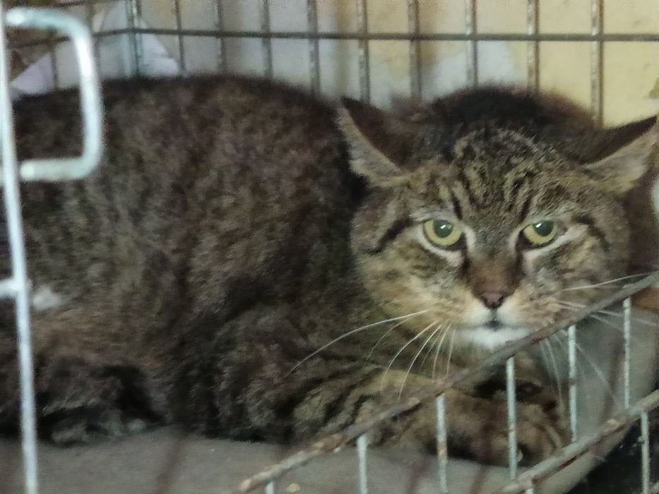 Ryś ponownie szuka domku, wrócił z adopcji;(