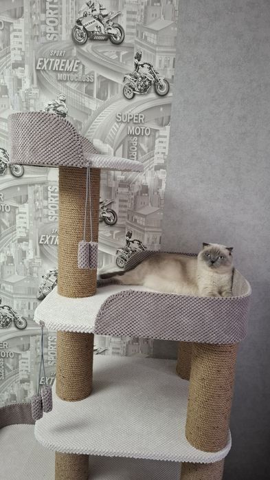 Продаю шотландских котят