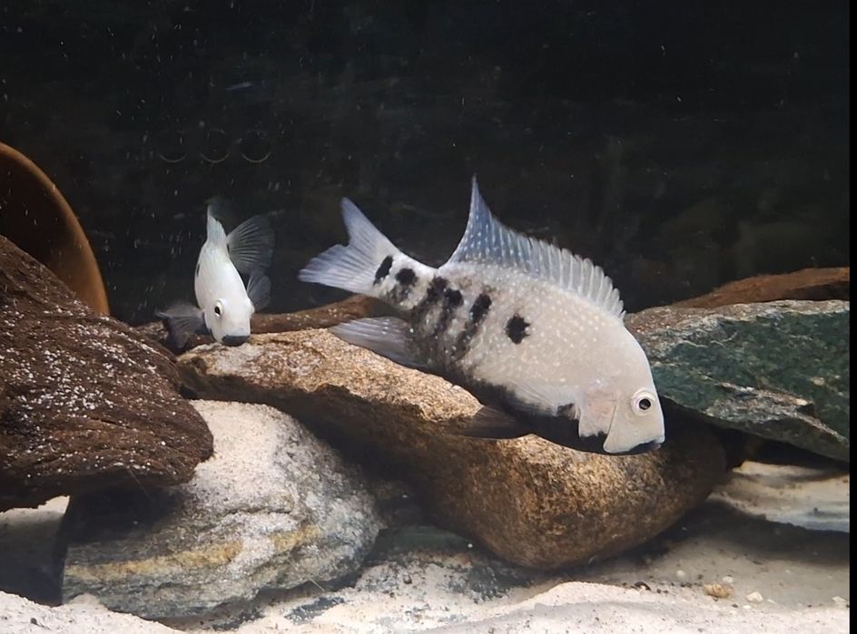 Pielęgnica Herichthys Tamasopoensis