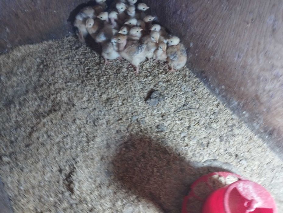 Pintos de raça castanha