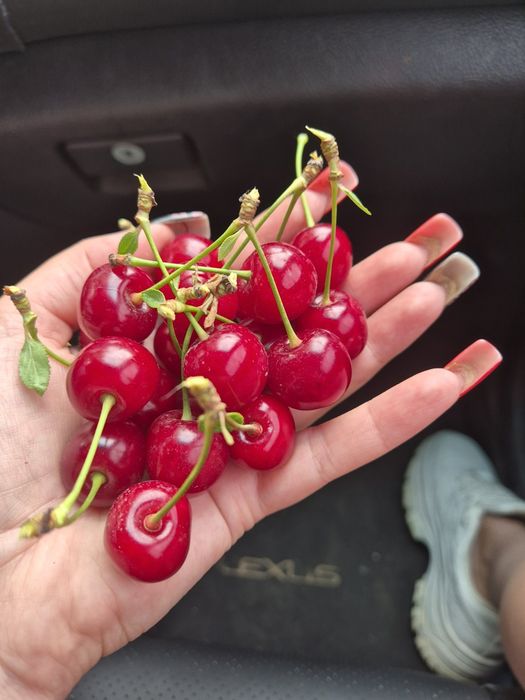 Продам вишню отличного качества