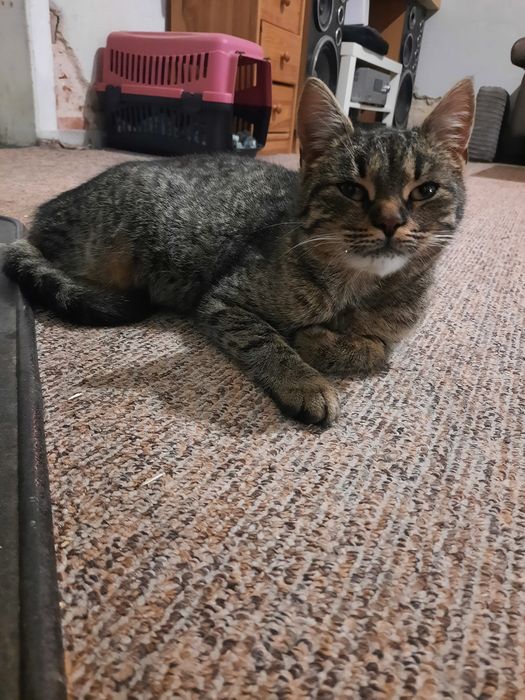 Dwie młode kotki szukają domu