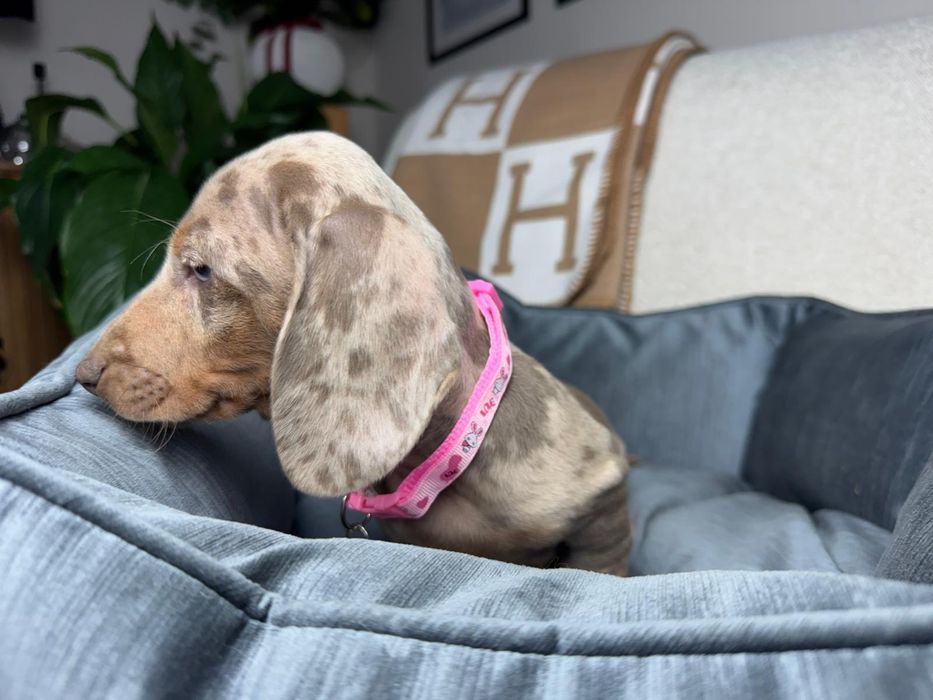 jamnik miniaturowy szczeniak