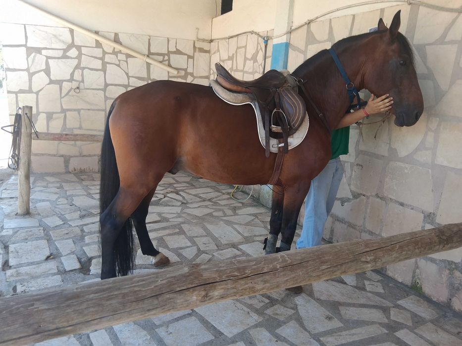 Cavalo PSL para venda/for sale