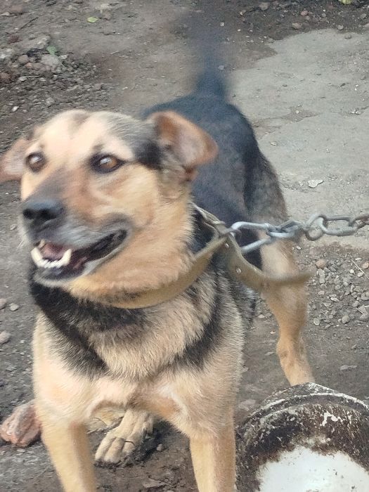 Собака ищет новый дом