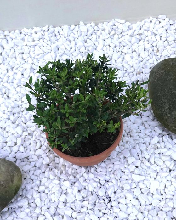 Олива європейська кущова бонсай bonsai Bush B20-25 Olea europaea Іспанія