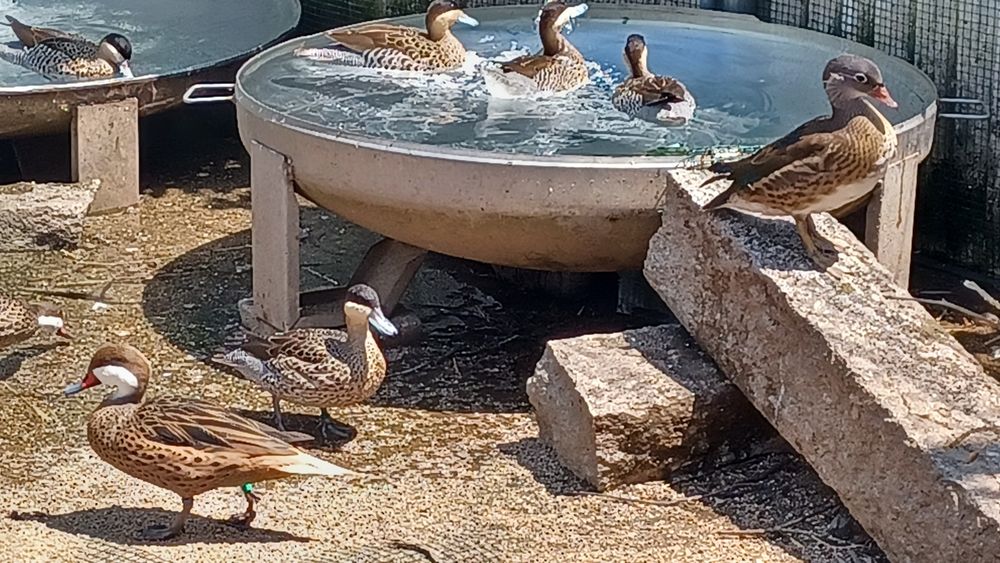 Patos bem tratados de várias espécies,  para si